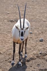 Oman Mammal Breeding Centre