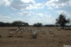 Oman Mammal Breeding Centre