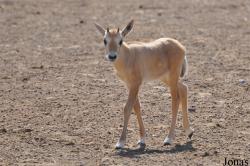 Oman Mammal Breeding Centre