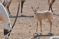 Oman Mammal Breeding Centre