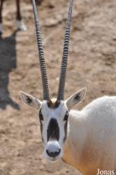 Oman Mammal Breeding Centre