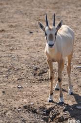 Oman Mammal Breeding Centre