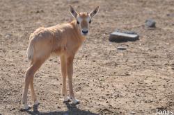 Oman Mammal Breeding Centre