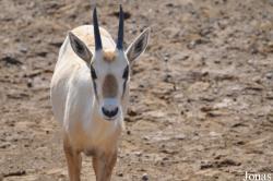 Oman Mammal Breeding Centre