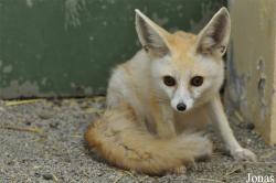 Oman Mammal Breeding Centre