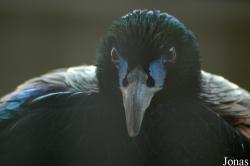 Lophophorus lhuysii