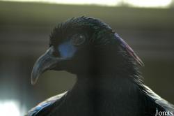 Beijing Zoological Gardens