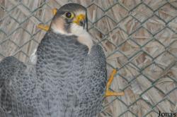 Falco peregrinus pelegrinoides