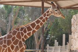 Doha Zoo