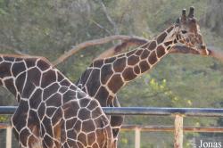 Doha Zoo