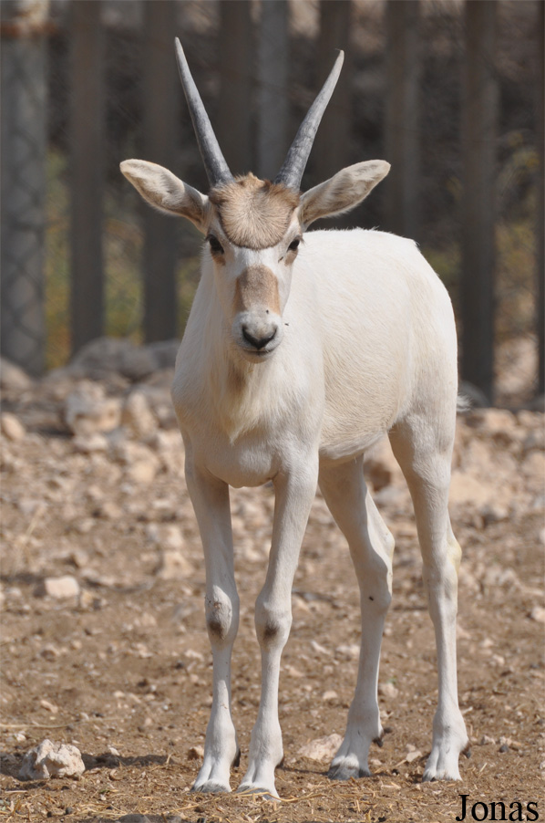 Doha Zoo