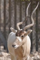 Doha Zoo