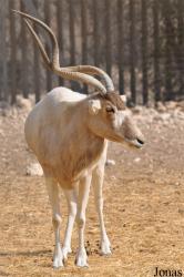 Doha Zoo