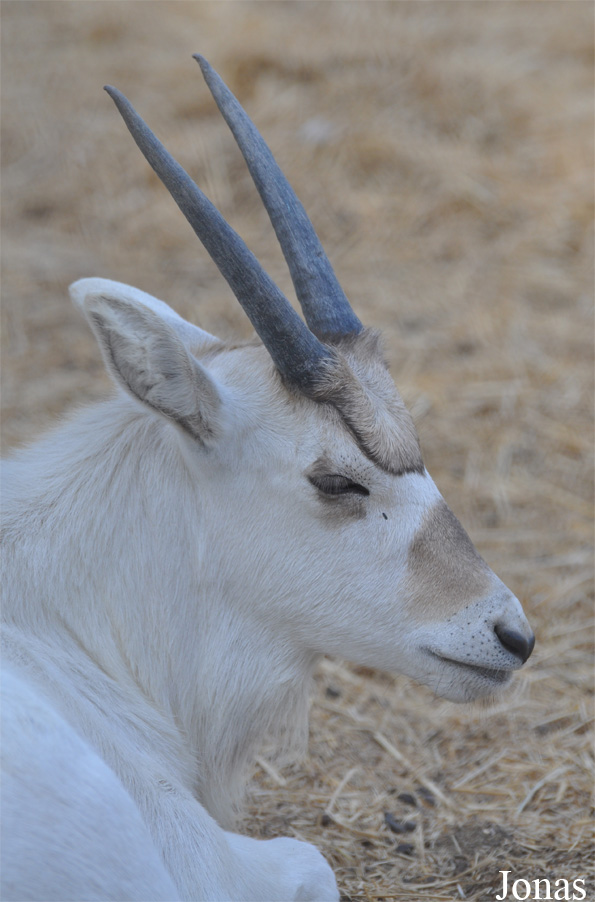 Doha Zoo
