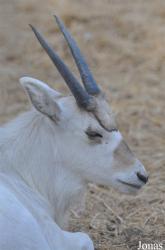 Doha Zoo