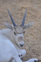 Doha Zoo
