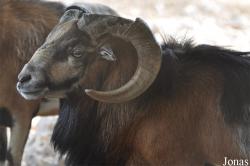 Doha Zoo