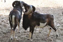 Doha Zoo
