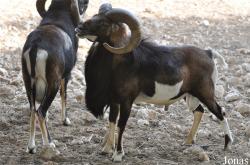 Doha Zoo