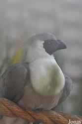 Doha Zoo