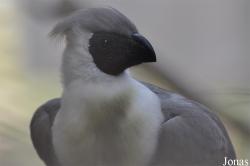 Doha Zoo