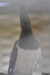 Doha Zoo
