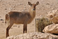 Doha Zoo