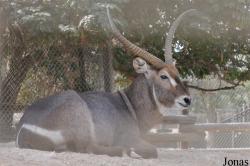 Doha Zoo