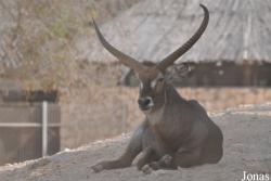 Doha Zoo