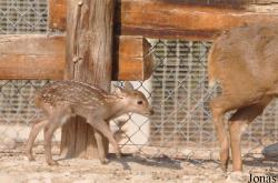 Doha Zoo