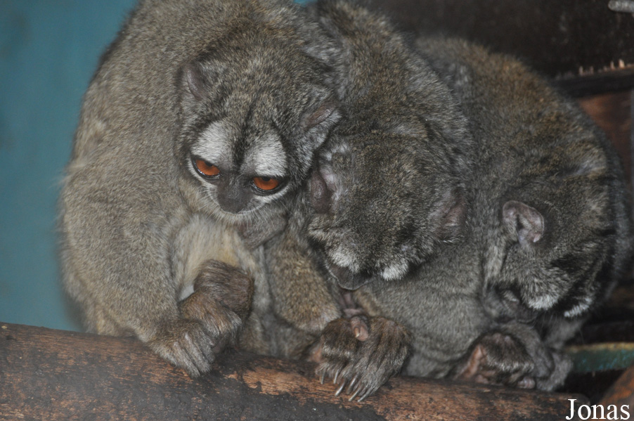 Doha Zoo