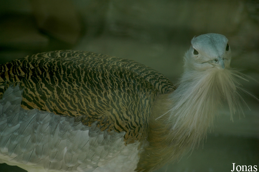 Beijing Zoological Gardens