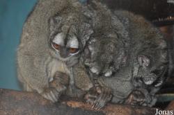 Aotus lemurinus
