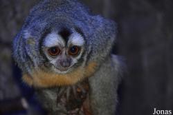 Aotidae