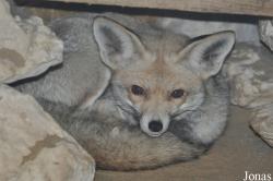 Doha Zoo