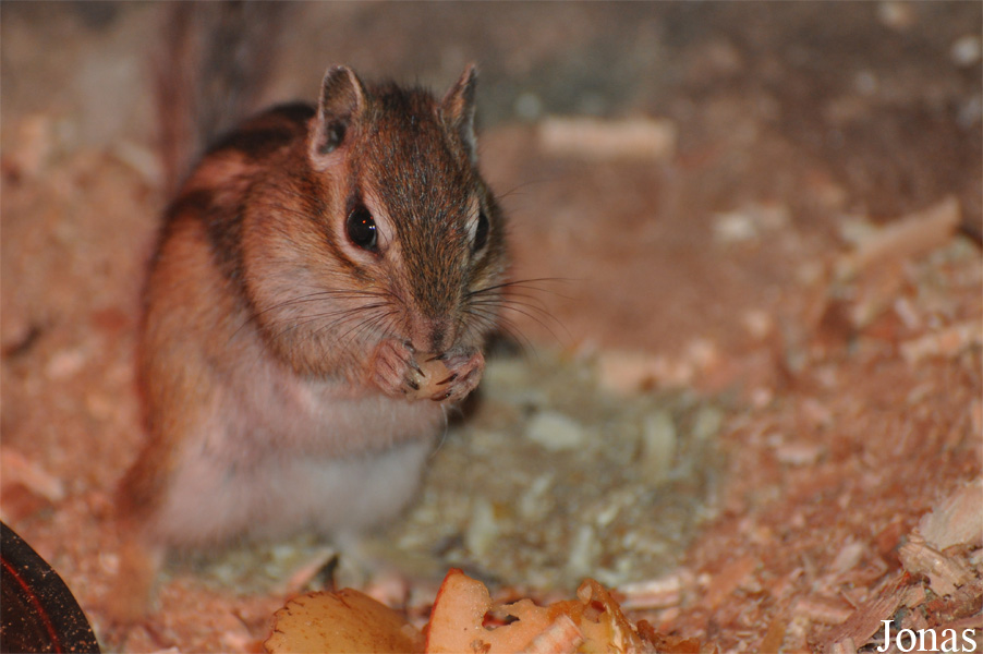 Doha Zoo