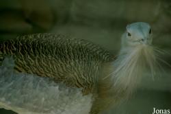 Beijing Zoological Gardens