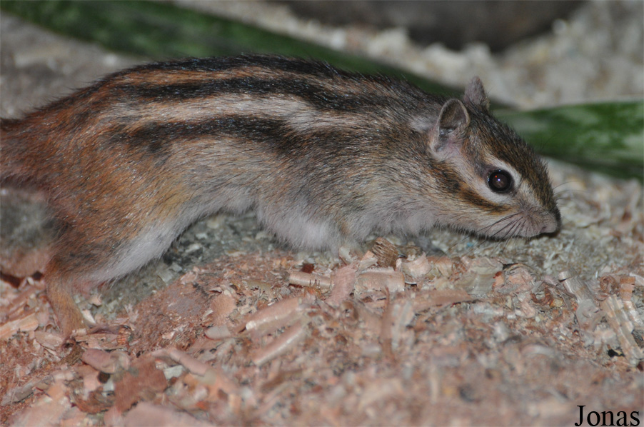 Doha Zoo