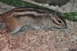 Doha Zoo