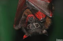 Pteropus giganteus