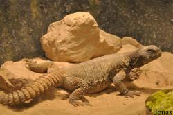 Doha Zoo