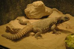 Doha Zoo