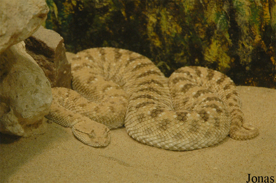 Doha Zoo