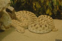 Doha Zoo