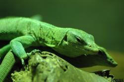 Zoo d'Amnéville
