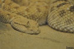 Doha Zoo