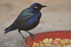 Lamprotornis purpureus