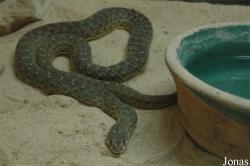 Kuwait Zoo