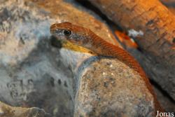 Platyceps rhodorachis