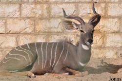 Kuwait Zoo